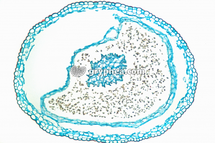 Mnium (mousse) - capsule ou sporogone avec spores CT x15 - gryphea.com